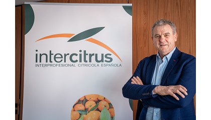 Celestino Recatalá, presidente de Intercitrus