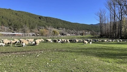 Foto de Curso destinado a ganaderos en Arens de Lled� (Teruel) para la valorizaci�n de la lana