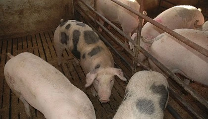 Foto de Granjas como motor de desarrollo rural: el papel del sector porcino en Castilla y Le�n