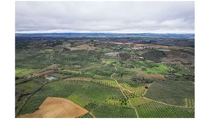 Foto de S� Morais Castro alcan�a melhor de campanha de azeitona de sempre
