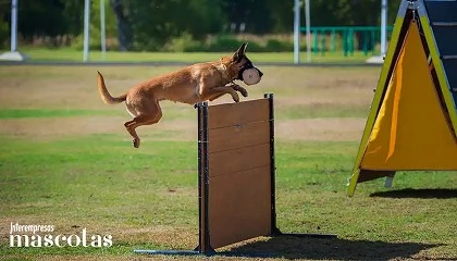 Foto de Consuegra acoge la XXX Copa de España de Adiestramiento Canino IGP, la prueba máxima para medir el instinto y la disciplina de los perros de élite