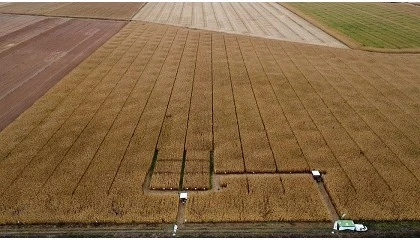 Foto de Uso de drones para evaluar el estado nutricional del maíz