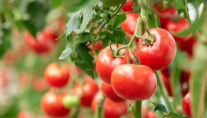 Foto de Resultados do projeto TomAC apresentados a 26 de mar�o