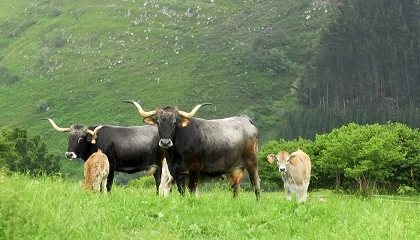 Foto de Espa�a es el �nico productor clave de la UE que aumentar� su producci�n de carne de vacuno