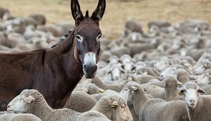 Foto de La UE negocia con Australia multiplicar por once las importaciones de cordero