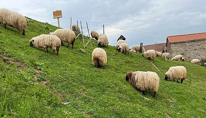 Foto de Cantabria pone a disposici�n de los ganaderos vacunas gratuitas frente a la lengua azul