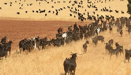Foto de La raza caprina Negra Serrana Castiza obtiene el logotipo ‘100% Raza Autóctona’