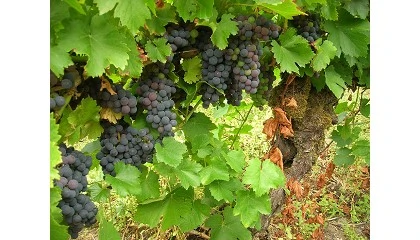 Foto de Un estudio aborda los efectos de una plaga instalada en la DO Le�n desde hace m�s de 15 a�os