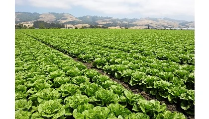 Foto de IBMA aboga por el biocontrol y el manejo integrado de plagas ante el aumento de infestaciones de pulg�n