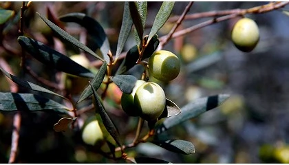 Foto de AOVE �Coll de l�Alba Morruda�, el oro l�quido de las Terres de l�Ebre