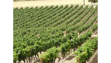 Foto de La producci�n ecol�gica crece un 10% en 2025 y alcanza un nuevo r�cord en Espa�a