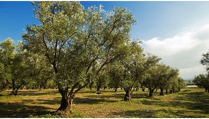 Foto de Secuencian el genoma del hongo del emplomado del olivo y abren nuevas vías para su control