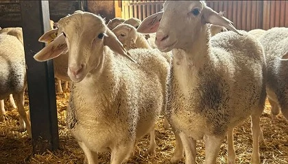 Foto de Castilla-La Mancha insiste en la vacunaci�n como herramienta para prevenir la lengua azul