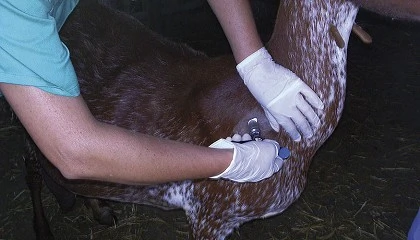 Foto de La Rioja convoca ayudas para las explotaciones ganaderas afectadas por tuberculosis