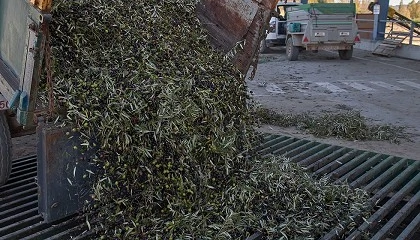 Foto de La descarga, la limpieza de la aceituna y la gesti�n de tiempos muertos son las piezas m�s delicadas de la recepci�n del fruto en la almazara