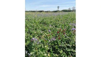 Foto de �As Culturas de Cobertura, a Biodiversidade e a Vida do Solo�