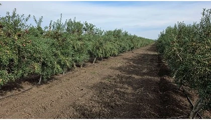 Foto de Nacen Ilitia, Brunella y Florentia, las nuevas piezas para la revoluci�n varietal del olivar