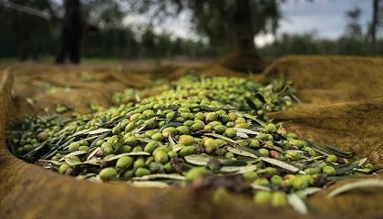 Foto de VIDA: transformar baga�o de azeitona em ingredientes funcionais de alto valor