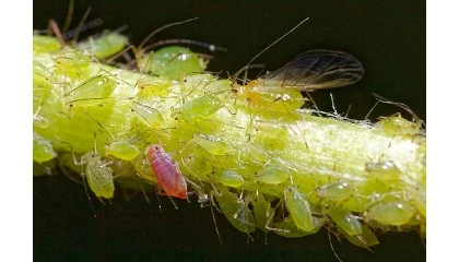 Foto de Solicitan al Ministerio de Agricultura que act�e con urgencia frente a la plaga de pulgones en el Levante espa�ol