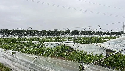 Foto de El MAPA abona 23,9 millones de euros a agricultores y ganaderos perjudicados por las borrascas