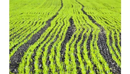 Foto de Agricultura e territ�rios rurais em Portugal no �fio da navalha�