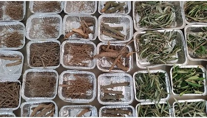 Foto de Un estudio cuantifica la biomasa y el carbono en olivos �arbosana� y �picual� y apunta a diferencias en su capacidad de fijaci�n