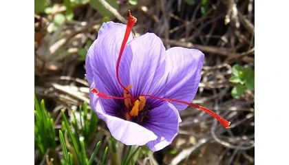 Foto de UdU reclama apoyo para reactivar el cultivo de azafr�n en Espa�a