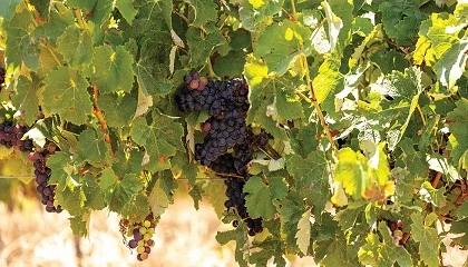 Foto de ADVID e CoLAB Vines & Wines organizam workshop sobre microbiologia do campo � adega