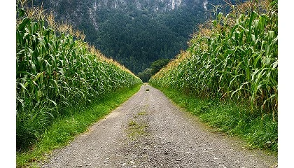 Foto de Governo cria falsas expetativas e falha no apoio aos agricultores