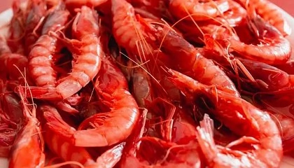 Foto de El Ministerio de Agricultura fija topes de captura de gamba roja en el Mediterr�neo para 2026