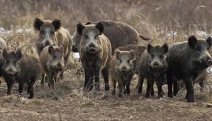 Foto de Los ganaderos reclaman coordinaci�n y resultados inmediatos frente a la peste porcina africana