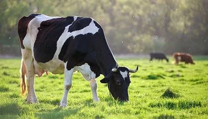 Foto de Herramientas para sostener el sector l�cteo en su transformaci�n estructural