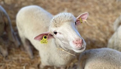 Foto de Extremadura abona varias ayudas al ovino y caprino con m�s de 31,5 millones de euros