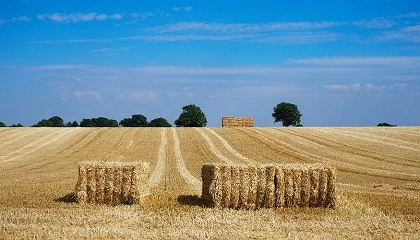 Foto de Los veterinarios proponen reducir el d�ficit de nitrogenados con residuos de origen ganadero
