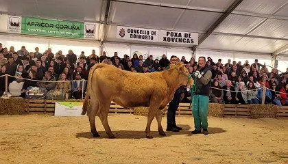 Foto de Acruga eleva hasta los 3.833 euros el precio medio de las novillas pre�adas en la subasta de Boimorto