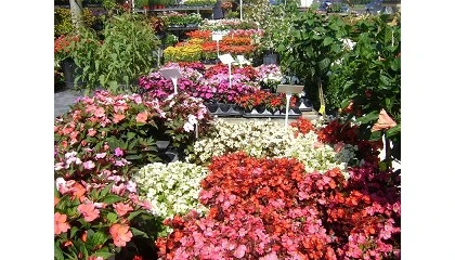 Foto de Las exportaciones espa�olas de flores y plantas se mantienen estables en enero de 2026