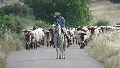Foto de Unos 200 expertos se re�nen en Madrid por el A�o Internacional de los Pastizales y Pastores