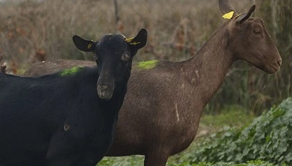 Foto de Caprigran ya reúne a más de un centenar de ganaderos asociados de España y Portugal