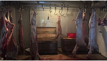 Foto de ASAE desmantela dois matadouros ilegais e apreende mais de duas toneladas de carne