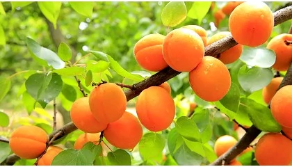 Foto de El riego de precisi�n, clave para optimizar el cultivo de albaricoque en un contexto de escasez h�drica