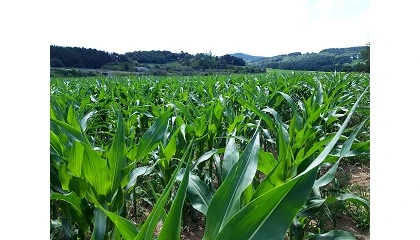 Foto de La industria española de fertilizantes advierte de posibles cierres de plantas y riesgo de suministro por la guerra
