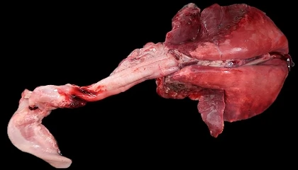 Foto de Ecograf�a pulmonar en peque�os rumiantes: aplicaciones pr�cticas para un diagn�stico r�pido y fiable