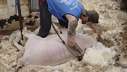 Foto de Castuera acoger� el Campeonato de Espa�a de Esquileo de Merinas los d�as 10 y 11 de abril