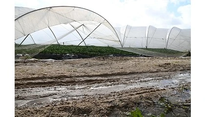Foto de Agricultura convoca ayudas de acceso a financiación para afectados por las borrascas en Andalucía y Extremadura