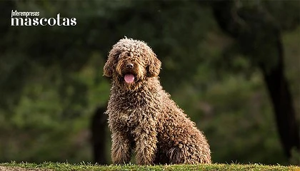 Foto de El perro de agua espa�ol, el mast�n espa�ol y el presa canario repiten como las razas espa�olas m�s buscadas por los hogares espa�oles