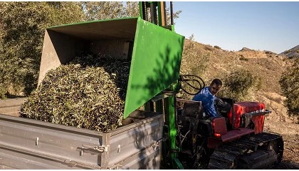 Foto de Sierra M�gina reduce un 22% su producci�n pero mantiene la calidad y recupera ventas