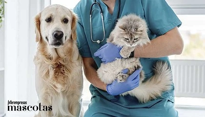 Foto de Tiendanimal explica el ABC de los antiparasitarios y por qué la primavera es la mejor época para desparasitar a perros y gatos