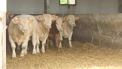 Foto de Aragón acelera la vacunación contra la dermatosis nodular para inmunizar a 310.000 bovinos