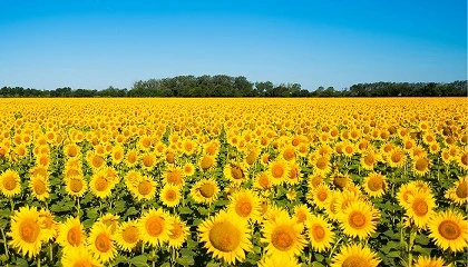 Foto de El cultivo de girasol en Espa�a: entre la resiliencia agron�mica y la presi�n estructural