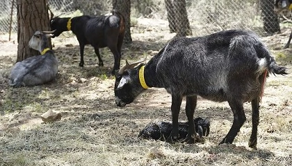 Foto de Valor nutritivo de la carne de los cabritos de las razas de aptitud cárnica Blanca Andaluza y Negra Serrana en sierras de Andalucía